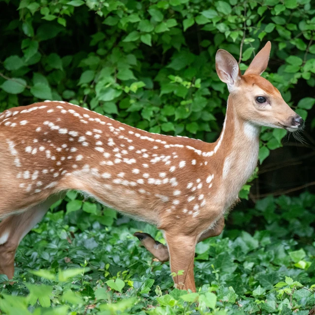 a close up of a deer near a group of trees