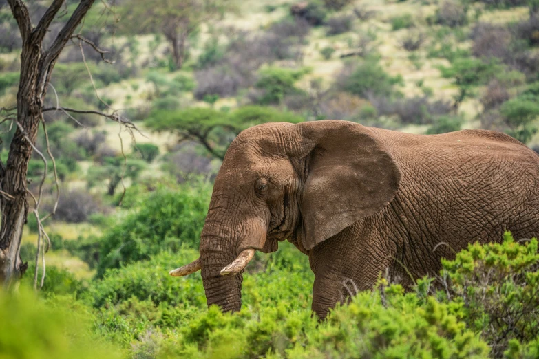 an elephant standing next to some trees and bushes