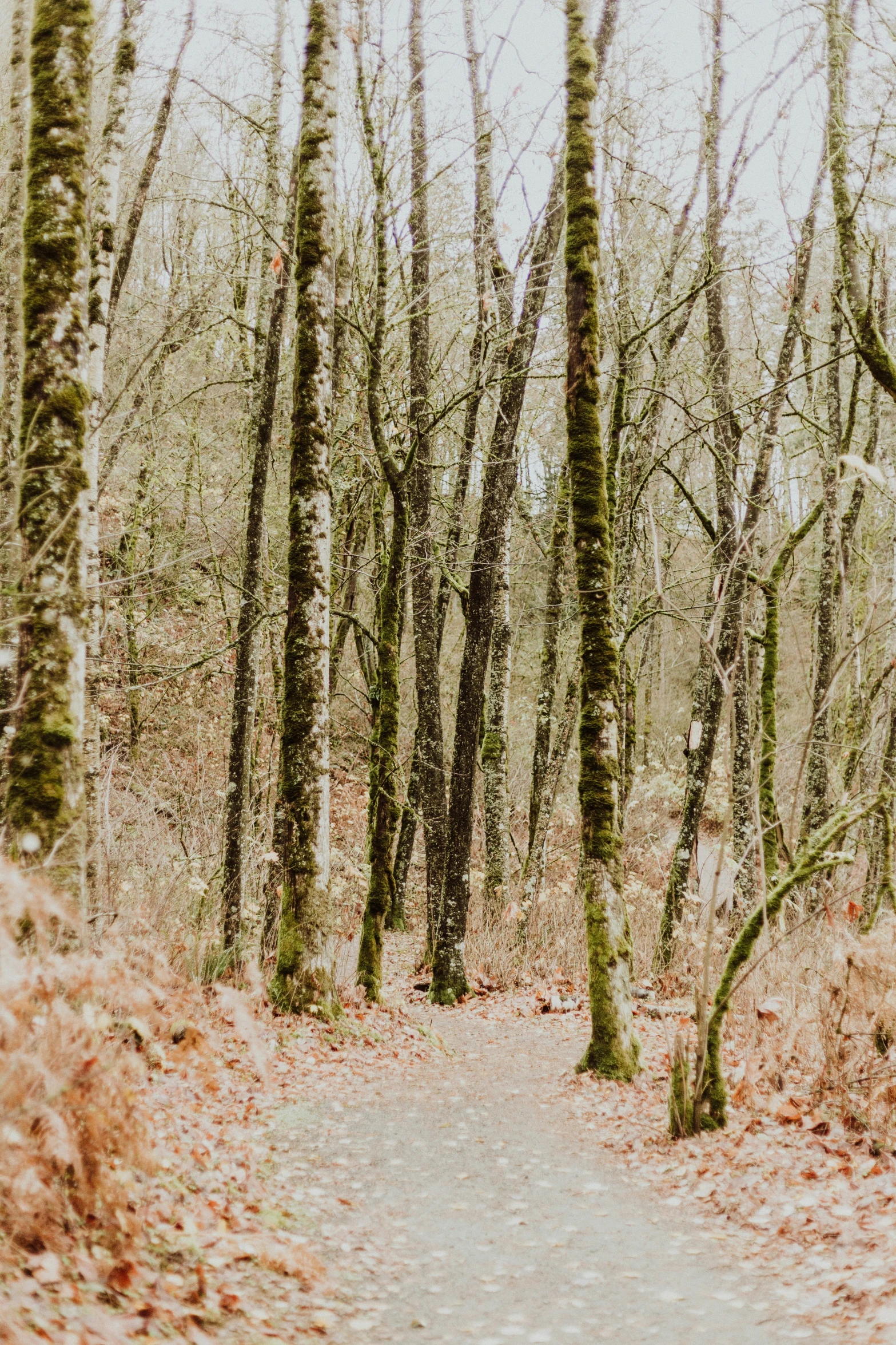 a road in the woods surrounded by some trees