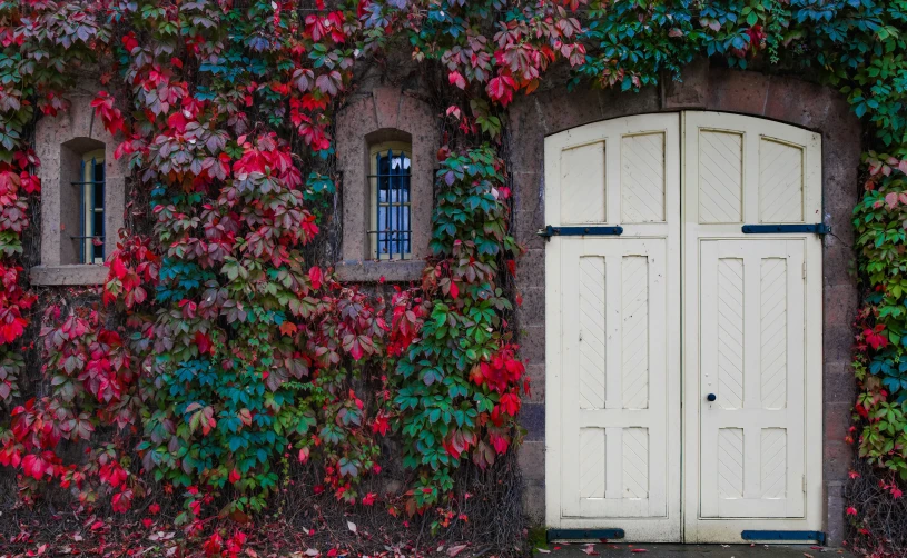 a door with a bunch of leaves surrounding it