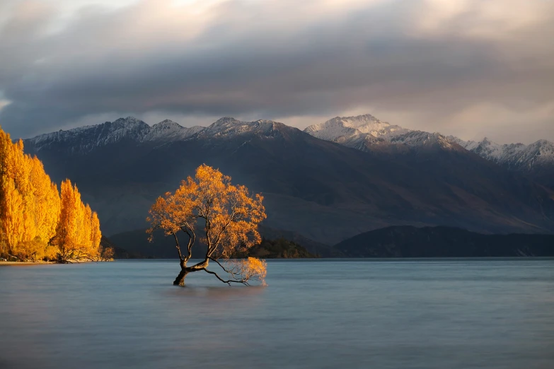 a single tree in the water during a sunny day