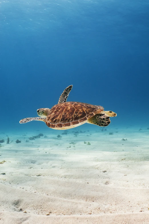 a sea turtle swimming over a sandy bottom with reef fish in the background