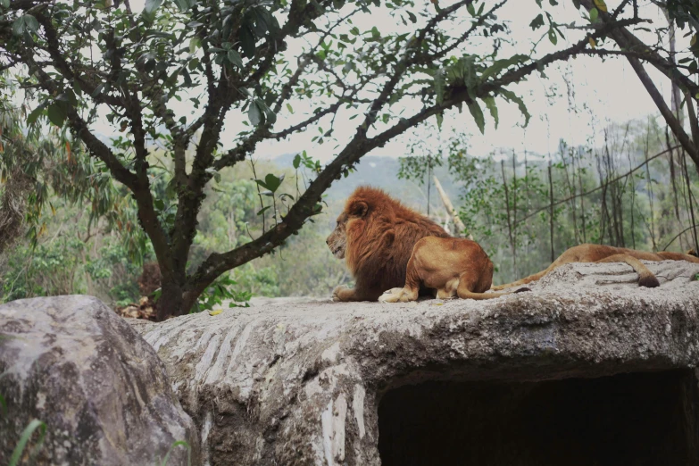 two lions on a rock overlooking a valley