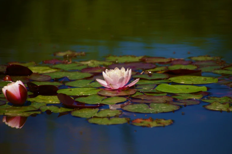 an image of a small water lily in bloom