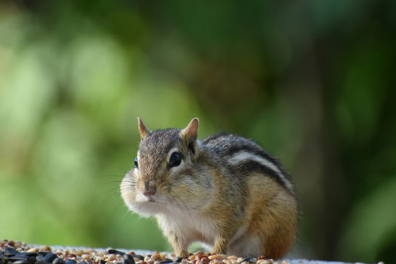 the small squirrel is walking among the grains of nuts