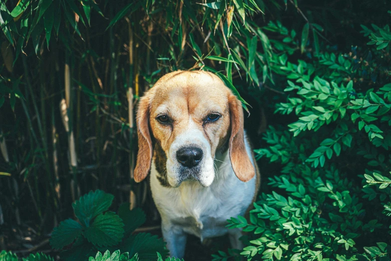 a big dog is sitting down in the grass