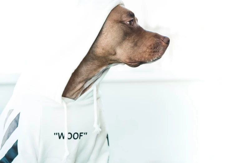 a dog is wearing a white hoodie