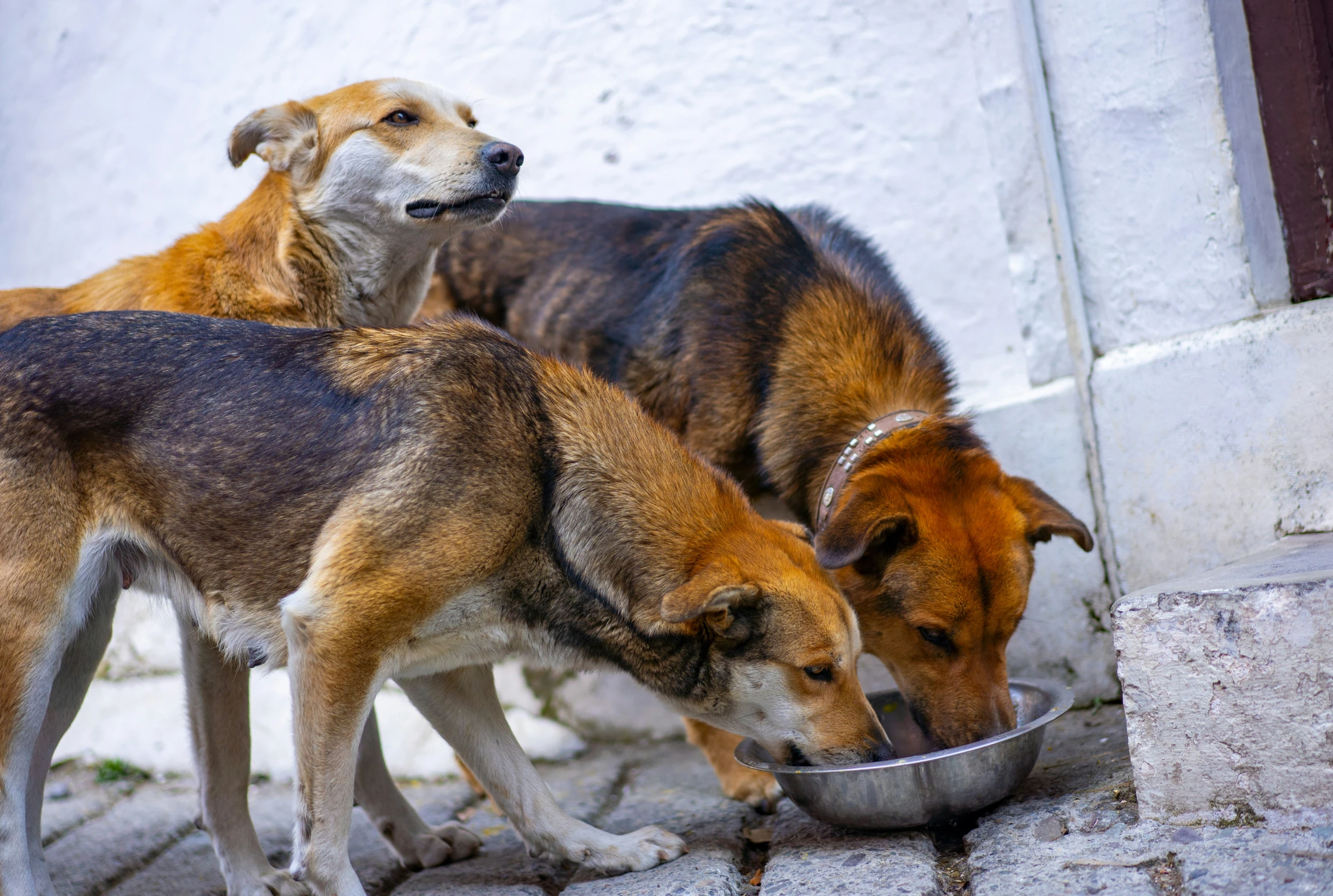 a couple of dogs drinking from a bowl