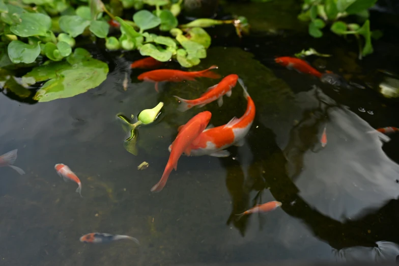 several fish that are floating in some water