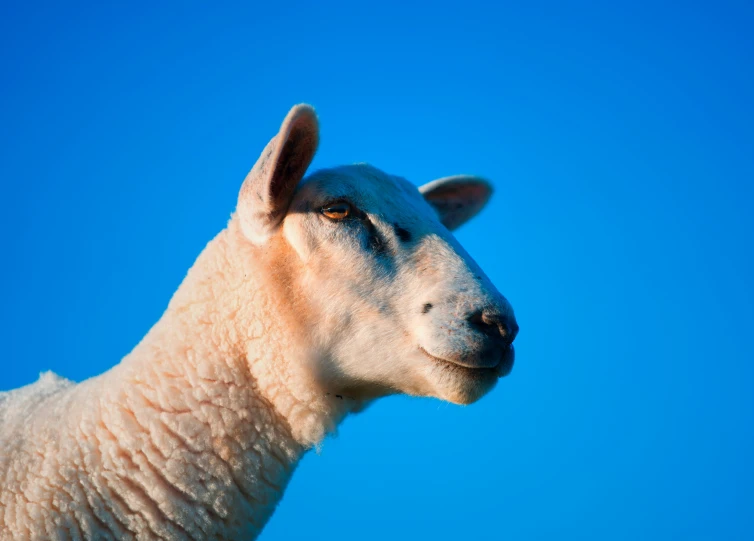 the sheep looks like it has a very fluffy coat on its head