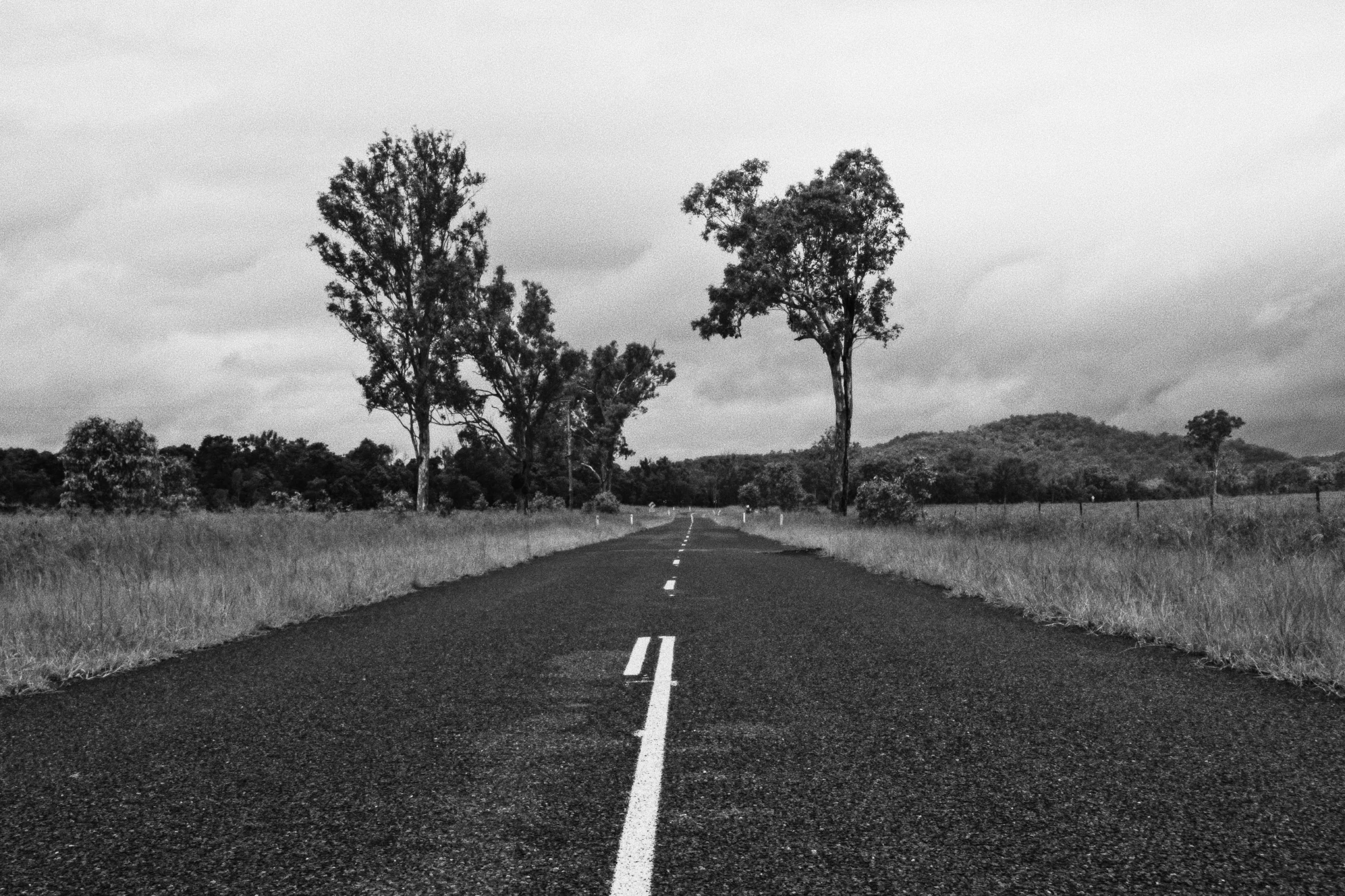 black and white pograph of a highway with three trees