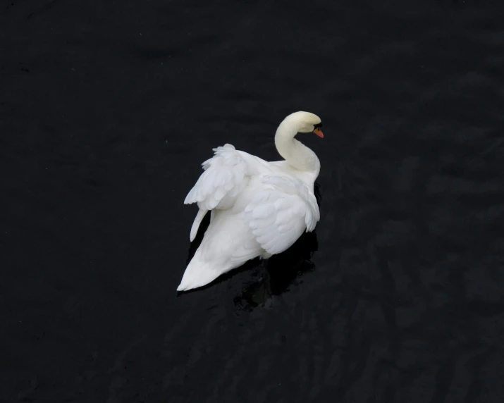 a white swan floating on top of a dark lake