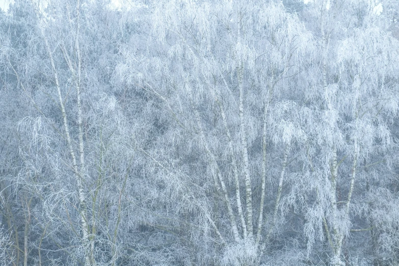 a herd of cattle in the snow by some trees