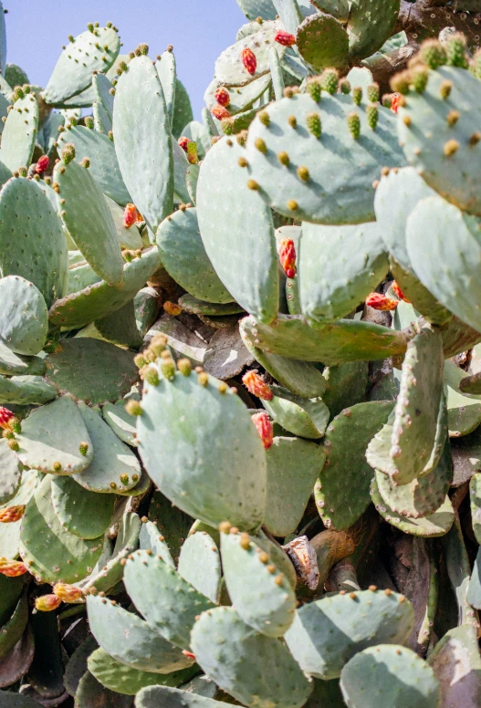 a bunch of cactus's with tiny red flowers