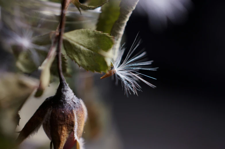 seed budding from a tree nch with very little seeds