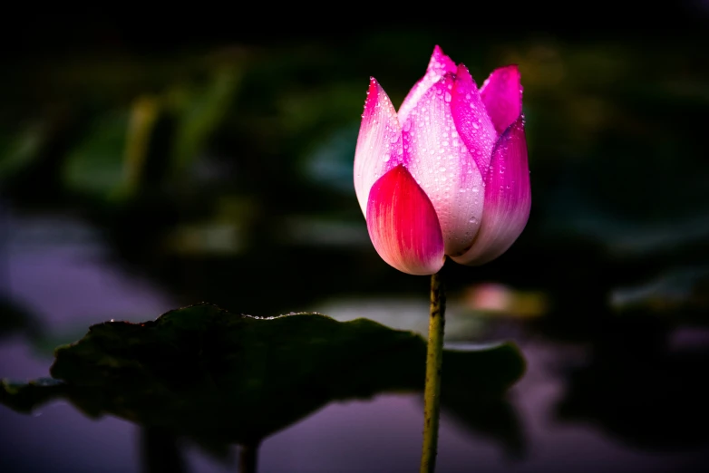 the pink waterlily is blooming by itself