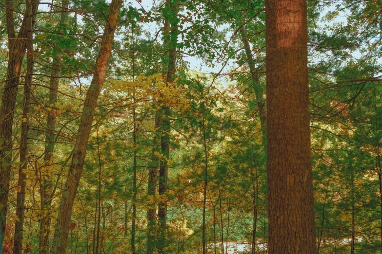 a lush green forest filled with trees next to a forest