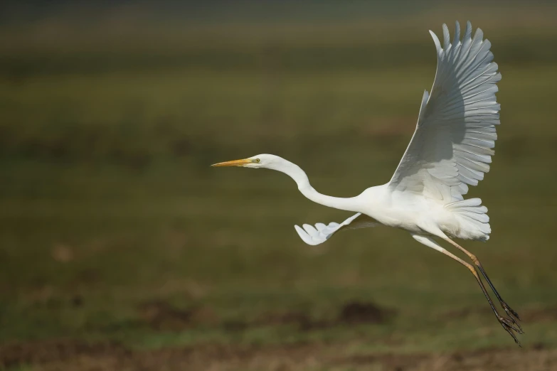 a bird flying through the air with its wings spread