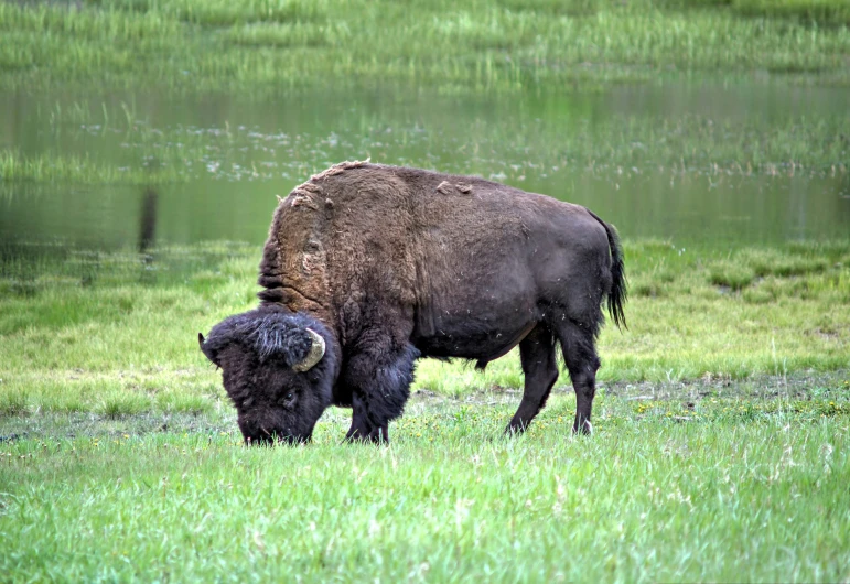 an adult bison and child bison grazing in a green field