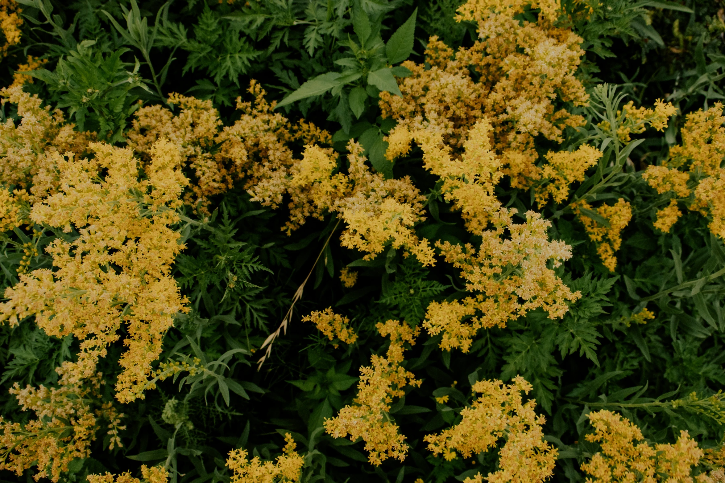 a close up of some very pretty flowers