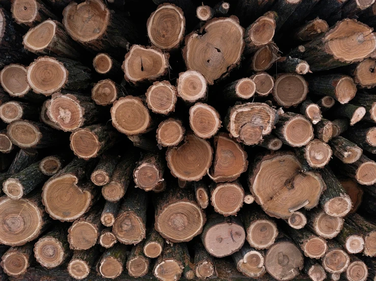 some cut up trees piled together on the ground