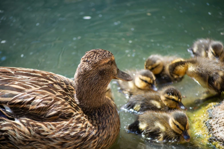 a duck with it's young chicks in the water