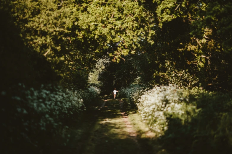 a person walks through a lush green forest