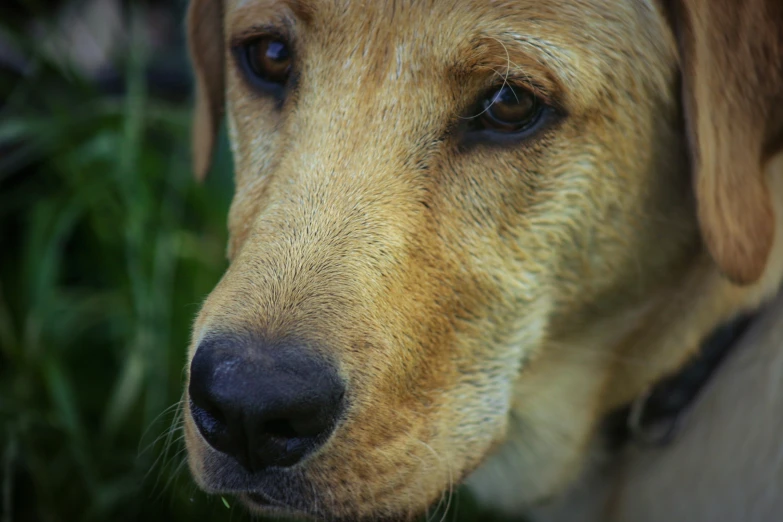 this is a dog with a black nose and brown ears