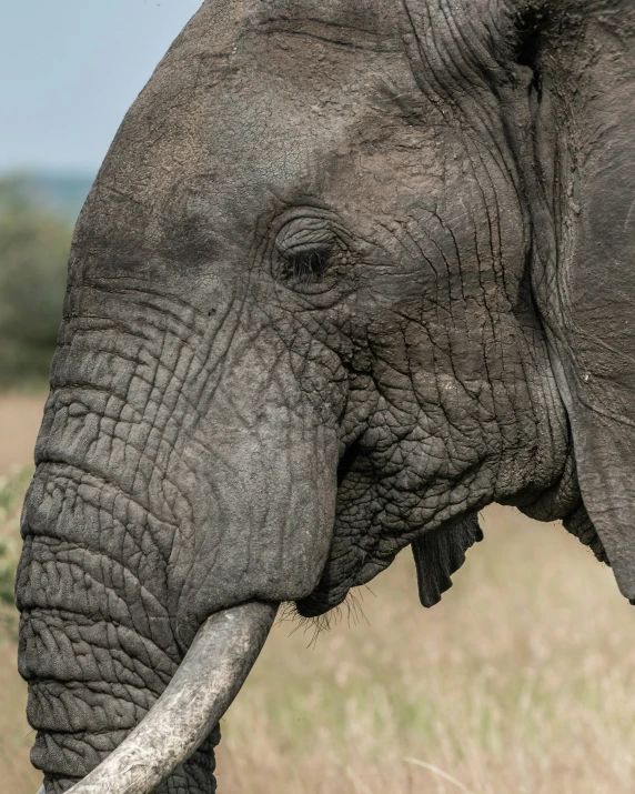 an elephant has a huge tusk with one tusk