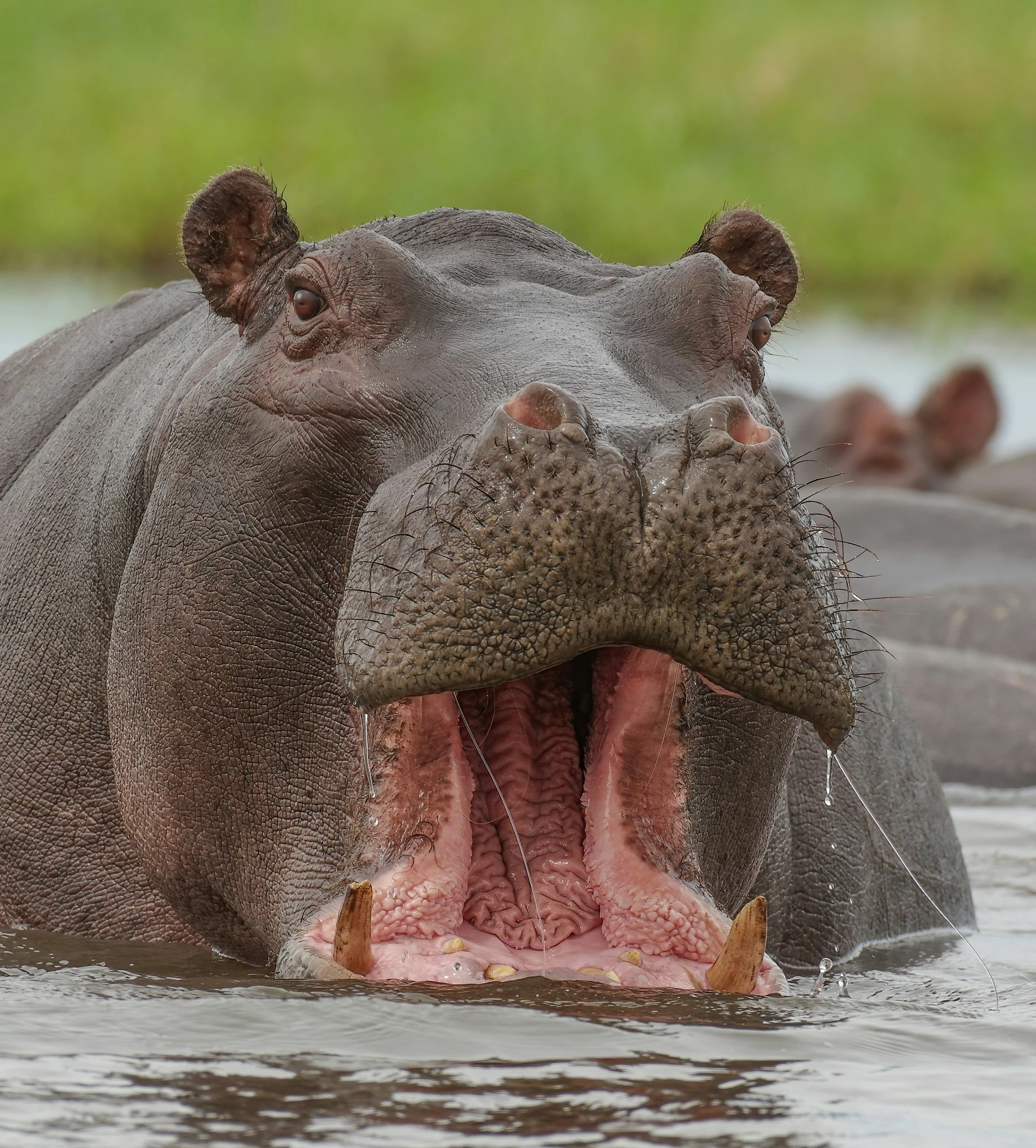 an open mouth hippo is in a body of water