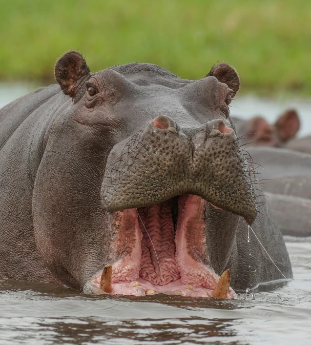 an open mouth hippo is in a body of water