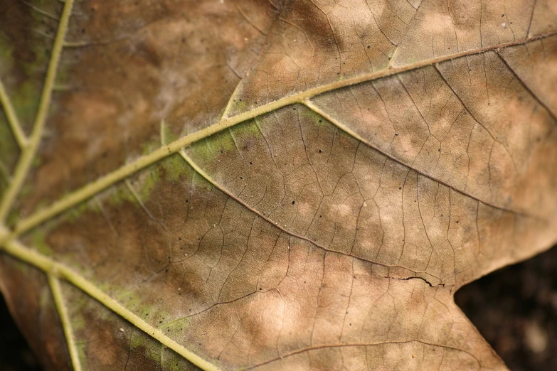 a close up view of a very thick and thin leaf