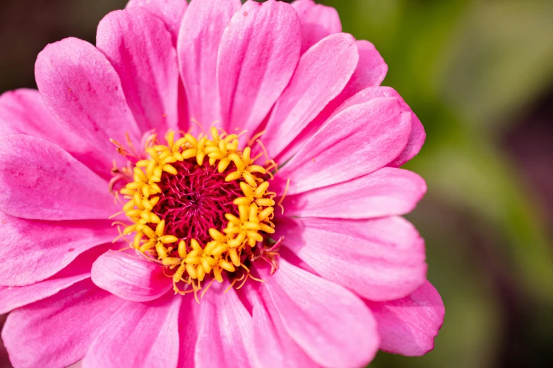 the center of a bright pink flower with green foliage