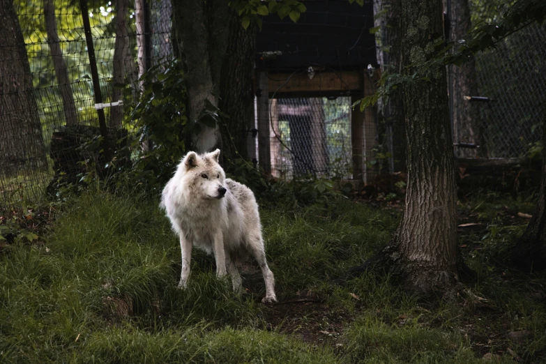 a large white dog standing in front of a fence