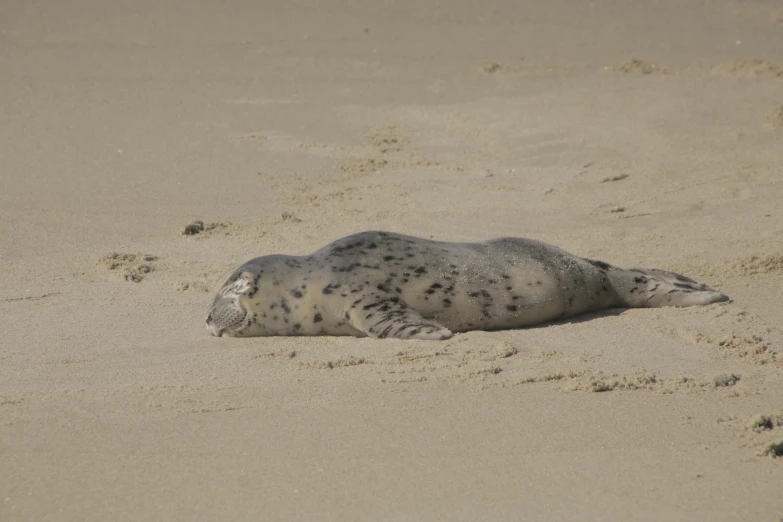 a seal lying in the sand on a beach