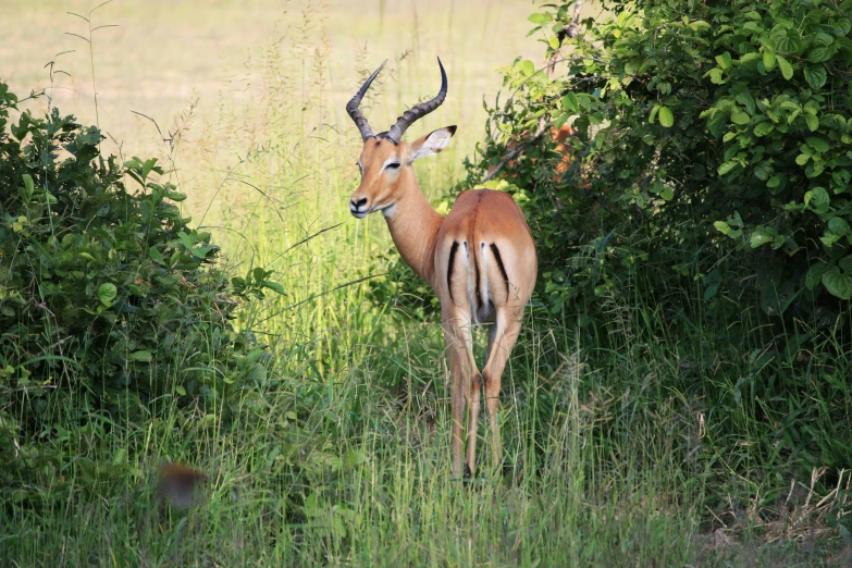 an antelope staring out in the wild near a bush