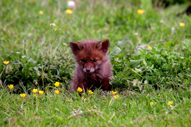 there is a small brown bear in the middle of a field