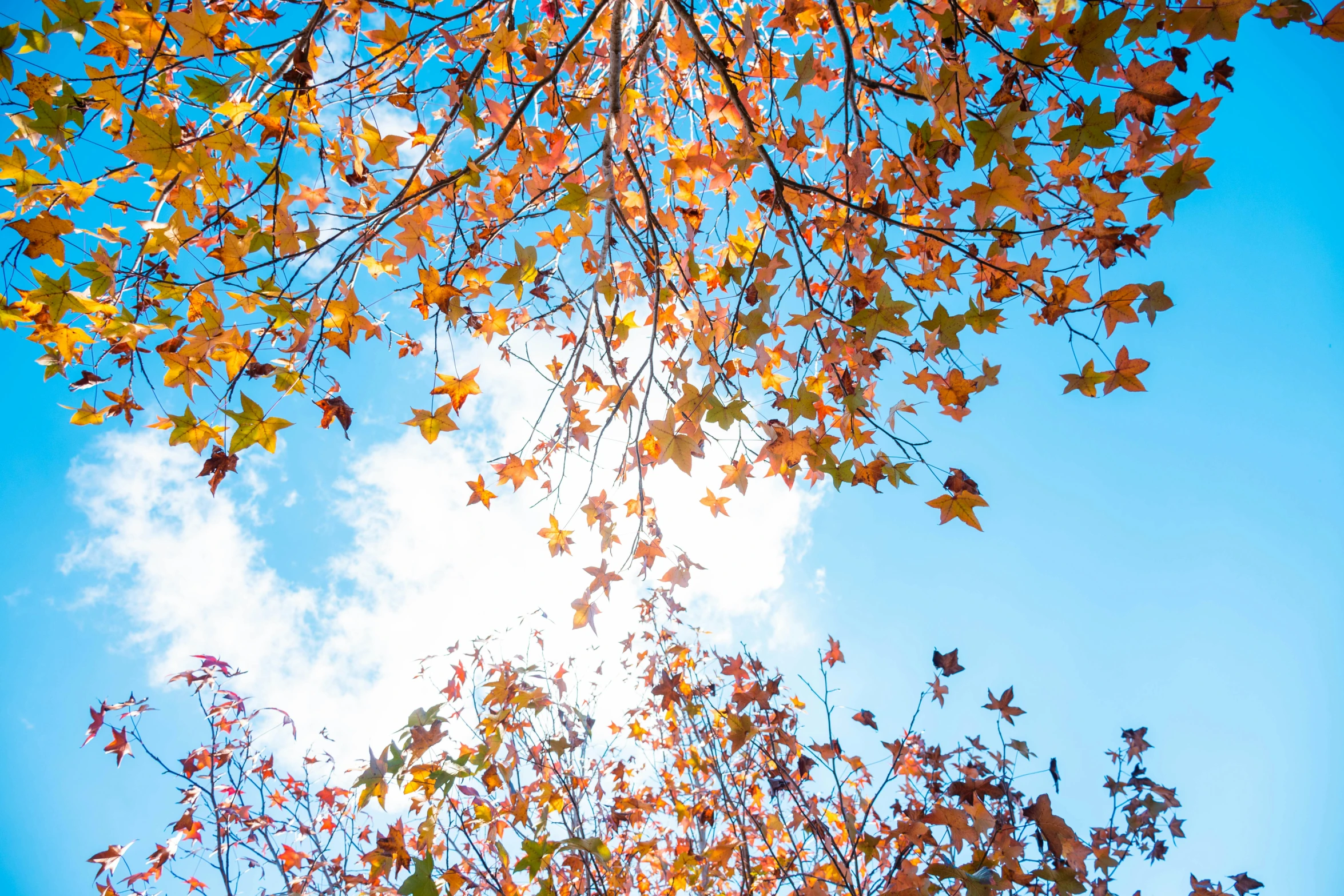 autumn leaves are falling from a tree with blue skies behind