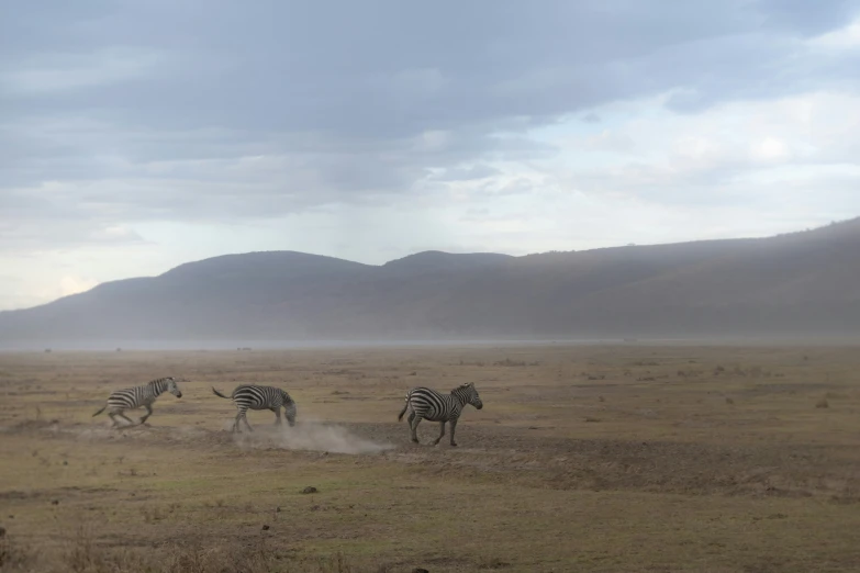 zes running through the plains towards the camera