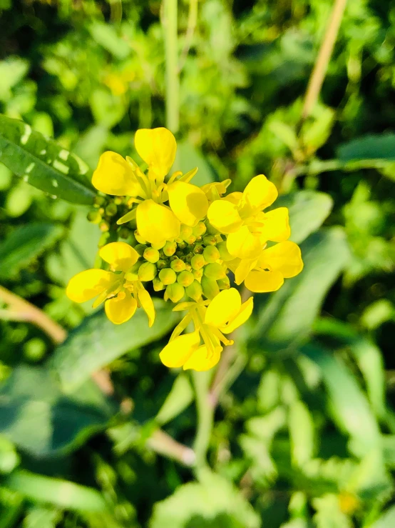 yellow flowers on the stalk are open and blurry