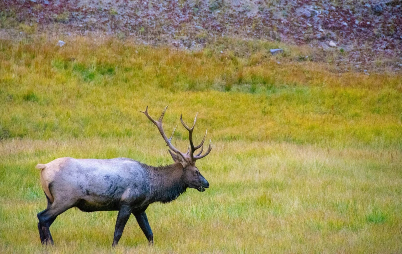 the elk is walking in the field alone