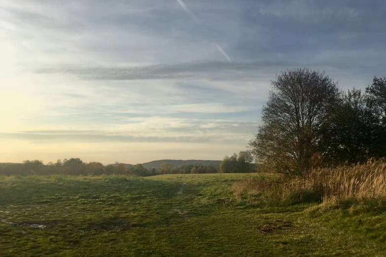 a very tall tree sitting on top of a grass covered field