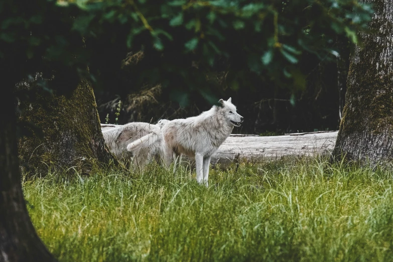 two white wild dogs are in the grass