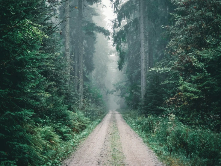 a dirt road surrounded by trees and foliage