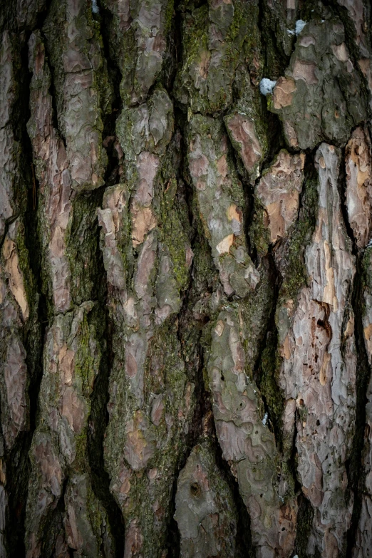 a close up image of the bark and bark of a large tree