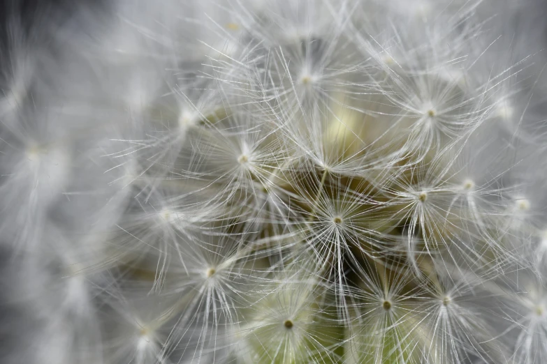 a po of a dandelion is seen in this picture