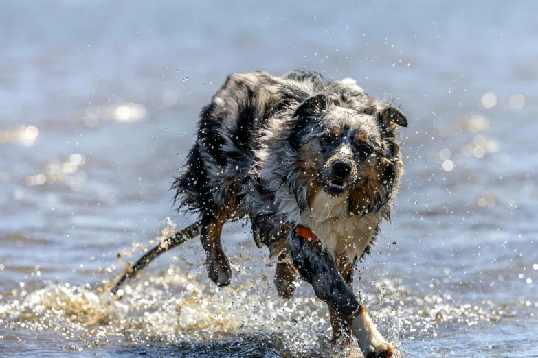 a dog playing in the water at the beach