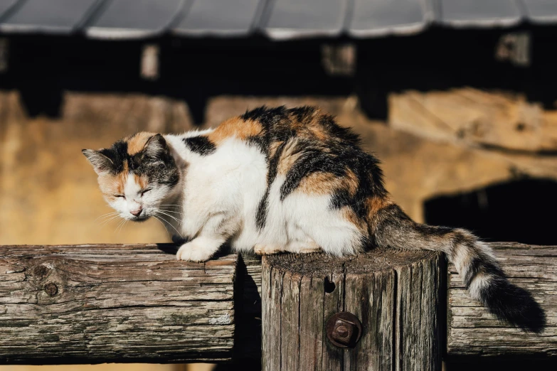 a cat laying on top of a wooden fence