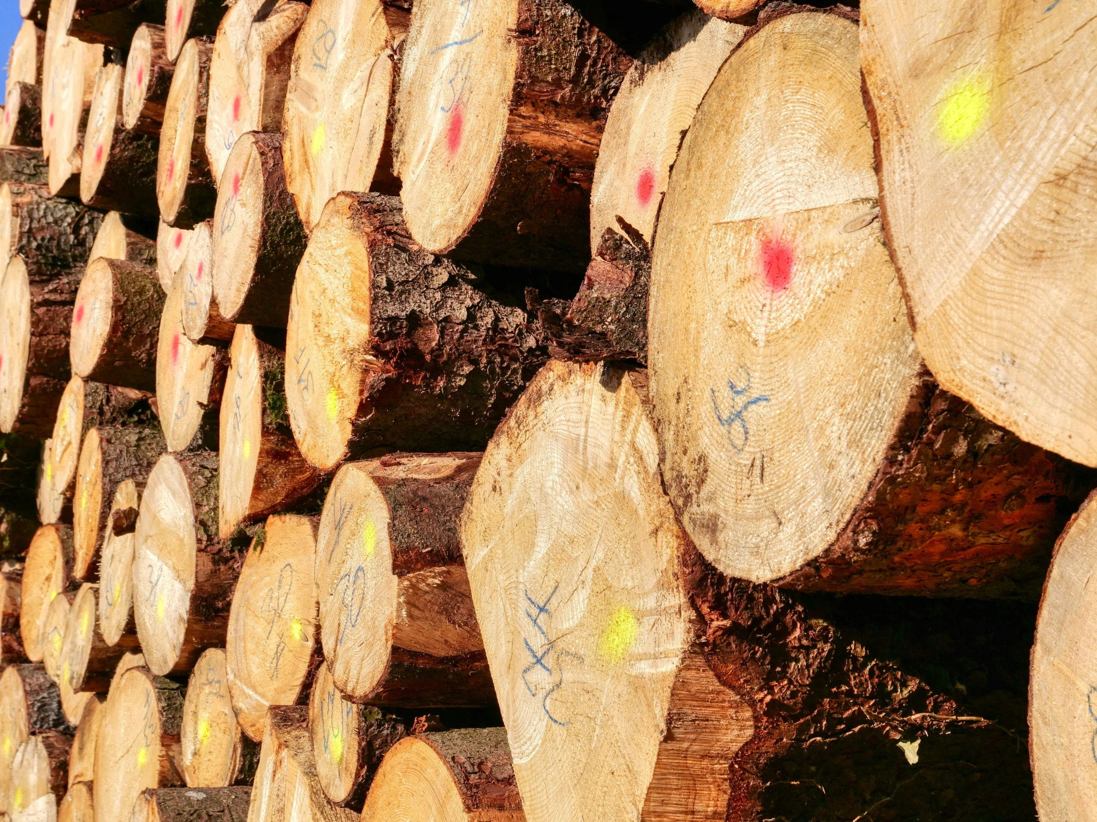 wood logs with colored arrows arranged around them