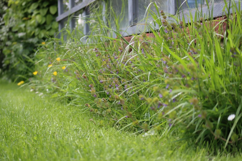 a flower in front of a window on a patch of grass